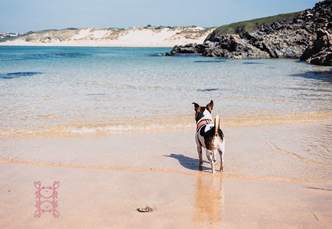 A small dog on Crantock Beach looking out to sea