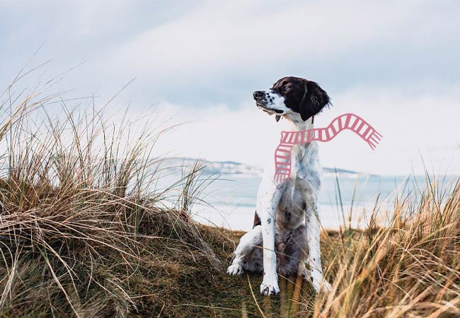 A brown and white dog sitting in the sand dunes at Hayle Towans Beach in Cornwall