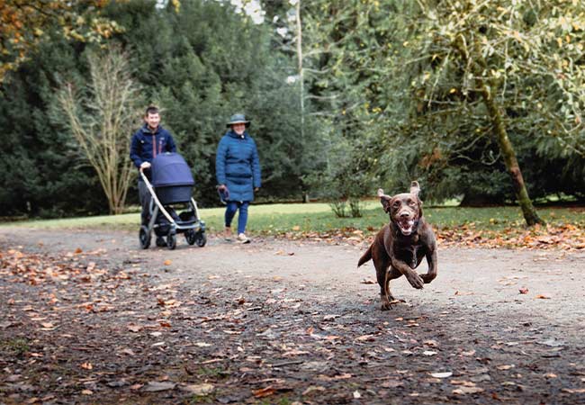 A brown dog running down a path at Westonbirt Arboretum in the Cotswolds