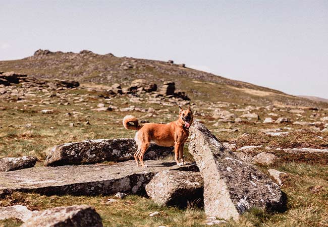 A light brown dog on Dartmoor National Park