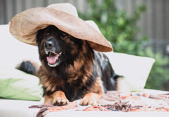 A black and brown dog lying on a sun lounger while wearing a big straw hat