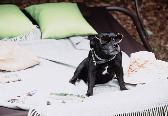 A small black dog sitting on a sun lounger wearing sunglasses