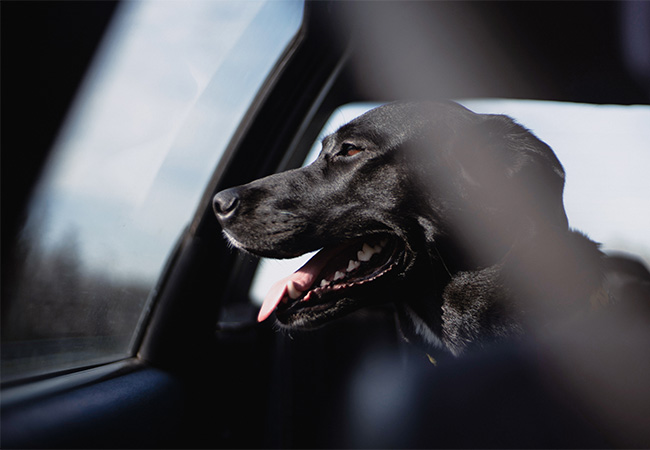 A black dog looking out of the window of a car